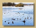 Wasservögel am winterlichen Rothsee 